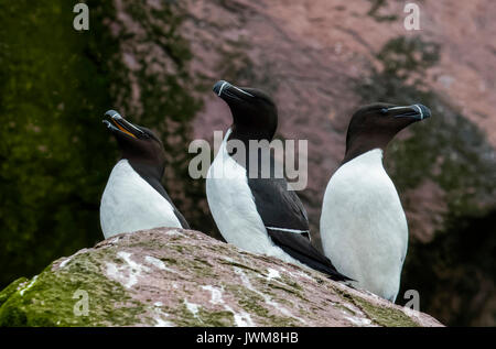 Petit pingouin oiseaux viennent à terre que pour se reproduire. Ils choisissent un partenaire pour la vie et les femelles pondent un seul œuf par an. Banque D'Images