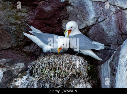 Des Mouettes tridactyles EN ZONE DE NIDIFICATION DANS WITLESS BAY. Banque D'Images