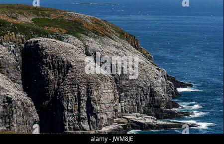 Zone DE NIDIFICATION DE BASSAN À CAPE ST. Réserve écologique DE MARIE Banque D'Images