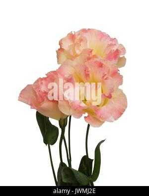 Eustoma rose fleurs isolé sur fond blanc Banque D'Images
