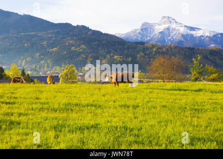 Les vaches sur l'Alp, autrichien, l'Autriche Salzburger Land Banque D'Images