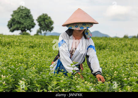 HengXian, Chine - le 10 août 2017 : Woman picking fleurs de jasmin dans une plantation de Jasmine dans HengXian, la capitale chinoise de Jasmin Banque D'Images