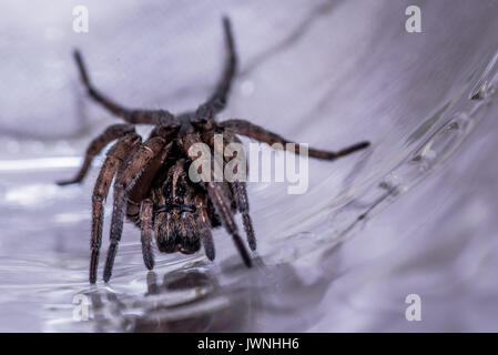 Macro plan rapproché sur grande araignée velue à pied en terrain glissant ou mouillé le tube de verre ou pot Banque D'Images