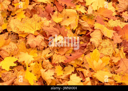 Vibrant jaune et orange l'automne feuilles d'érable sur le sol en un tapis dense symbolique de l'évolution des saisons Banque D'Images