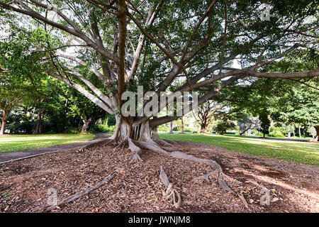 Grand Banyan Tree avec racines contrefort à Queen's Park, jardin botanique, Townsville, Queensland, Queensland, Australie Banque D'Images