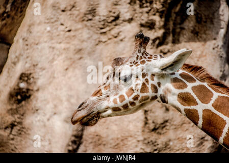 Close up profil latéral de la tête d'une girafe en captivité dans un zoo dans un concept éco-tourisme Banque D'Images