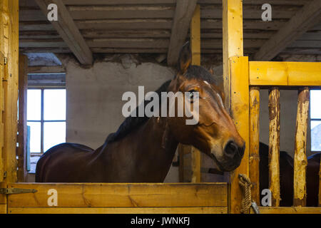 Portrait du cheval dans une étable Banque D'Images