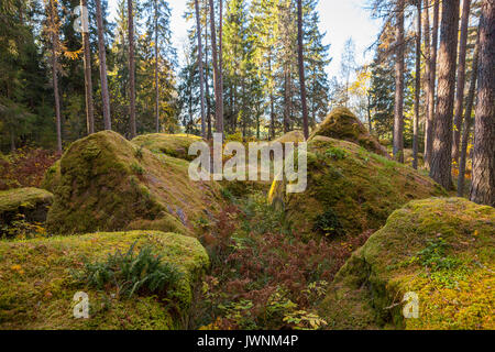 Rochers dans la forêt bois, rochers couverts de mousse. Saison d'automne. Banque D'Images