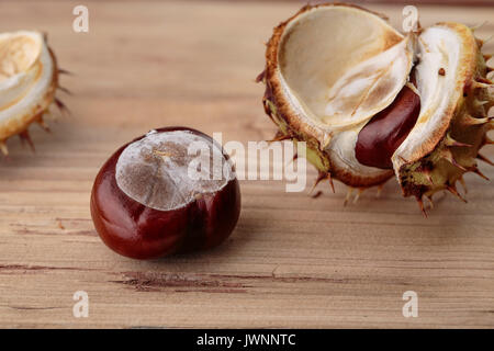 Buckeye frais ou Marronnier en automne avec Capsules Banque D'Images