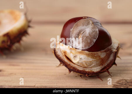 Buckeye frais ou Marronnier en automne avec Capsules Banque D'Images