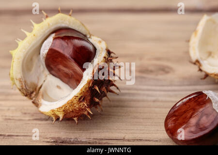 Buckeye frais ou Marronnier en automne avec Capsules Banque D'Images