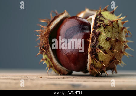 Buckeye frais ou Marronnier en automne avec Capsules Banque D'Images