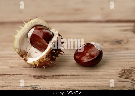 Buckeye frais ou Marronnier en automne avec Capsules Banque D'Images