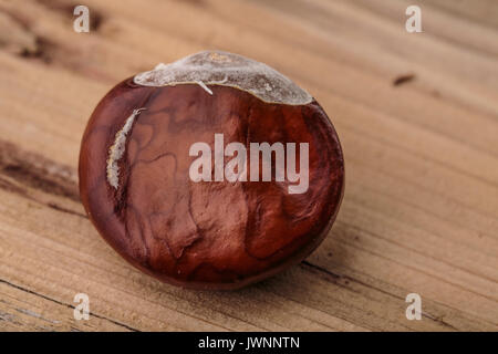 Buckeye frais ou Marronnier en automne avec Capsules Banque D'Images