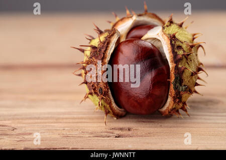 Buckeye frais ou Marronnier en automne avec Capsules Banque D'Images