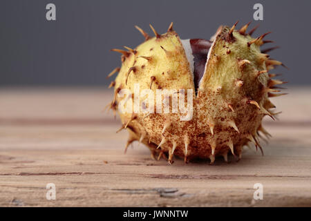 Buckeye frais ou Marronnier en automne avec Capsules Banque D'Images