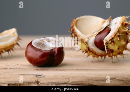 Buckeye frais ou Marronnier en automne avec Capsules Banque D'Images