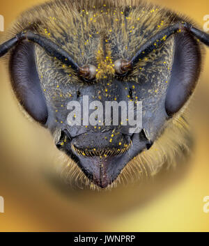 Chef de l'abeille extreme macro ou micro photographie Banque D'Images