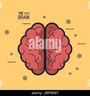 Affiche en couleurs le cerveau Vue de dessus ses deux hémisphères en fond jaune Illustration de Vecteur