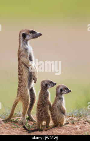 Suricates (Suricata suricatta), avec deux jeunes adultes à l'affût, pendant la saison des pluies dans la verdure Banque D'Images