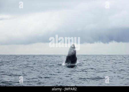 Violer baleine à bosse sur route de migration d'hiver au large de Sydney Heads Australie Banque D'Images
