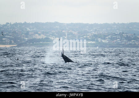 Tail slapping baleine à bosse sur route de migration d'hiver au large de Sydney Heads Australie Banque D'Images