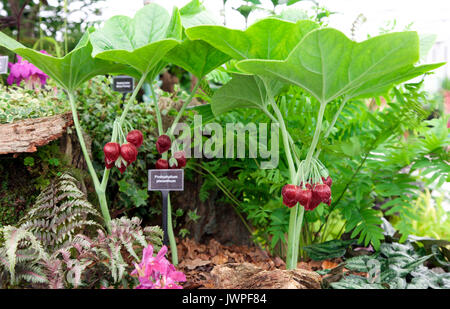 Podophyllum pleianthum chinois, la pomme dans le Grand Pavillon, RHS Chelsea Flower Show 2017 Banque D'Images