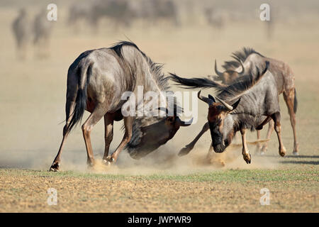 Deux gnous bleus Connochaetes taurinus) lutte pour le territoire, désert du Kalahari, Afrique du Sud Banque D'Images