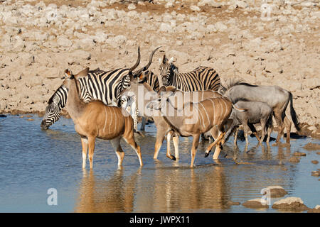 Le Kudu antilopes, zèbres et gnous bleus à un étang, Etosha National Park, Namibie Banque D'Images