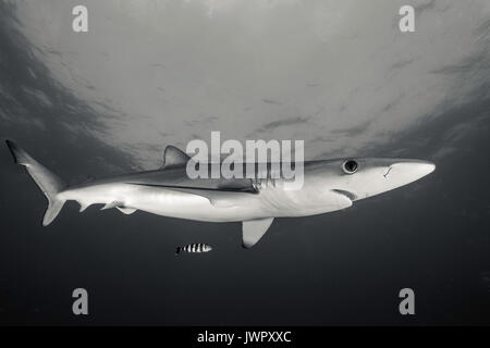 Vue sous-marine d'un requin bleu et le poisson-pilote, l'image a été prise à environ 50 kilomètres au large des côtes de l'ouest passé le cap, Afrique du Sud. Banque D'Images