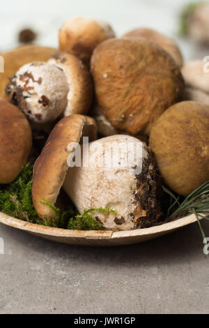 Savoureuse - porcini cèpes frais muchrooms chêne, de haute qualité, prête à cuire avec le riz, les pommes de terre et dans la soupe Banque D'Images