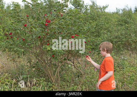 Boy picking berries de rowan berry tree Banque D'Images