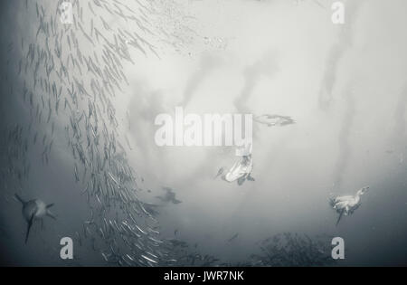 Pod de dauphins communs se nourrissent de sardines au cours de la sardine run annuel sur la côte est de l'Afrique du Sud. Banque D'Images