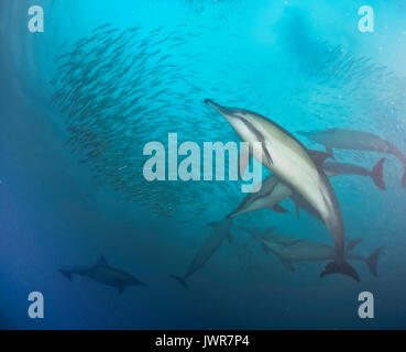 Pod de dauphins communs se nourrissent de sardines au cours de la sardine run annuel sur la côte est de l'Afrique du Sud. Banque D'Images