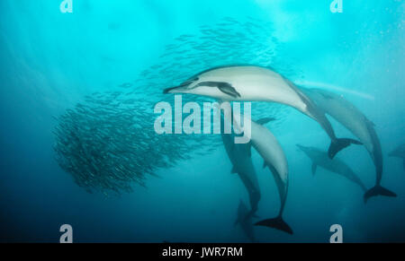 Pod de dauphins communs se nourrissent de sardines au cours de la sardine run annuel sur la côte est de l'Afrique du Sud. Banque D'Images