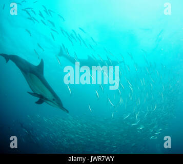 Pod de dauphins communs se nourrissent de sardines au cours de la sardine run annuel sur la côte est de l'Afrique du Sud. Banque D'Images