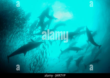 Pod de dauphins communs se nourrissent de sardines au cours de la sardine run annuel sur la côte est de l'Afrique du Sud. Banque D'Images