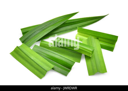 Les feuilles de pandan vert frais isolé sur fond blanc Banque D'Images