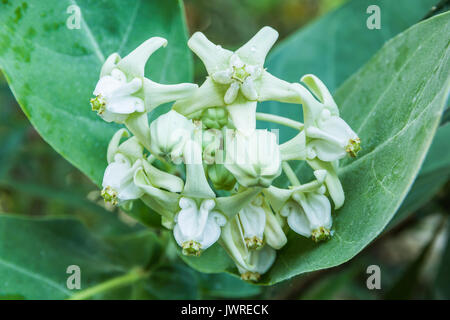 Calotropis fleur blanche colorée de la Couronne (fleur) dans un parc Banque D'Images