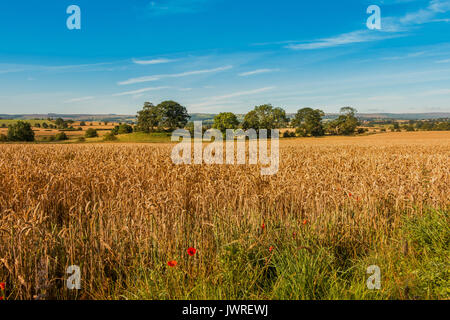 L'agriculture britannique - début de la lumière du matin sur un champ de blé prêt pour la récolte d'août 2017 avec copie espace Banque D'Images