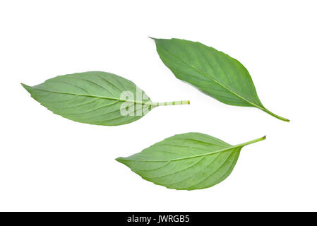 Basilic Citron ou cheveux vert feuille isolated on white backbround, thai herb Banque D'Images