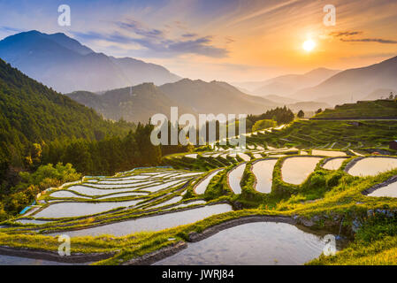 Rizières en terrasse au coucher du soleil à Maruyama-senmaida, Kumano, au Japon. Banque D'Images