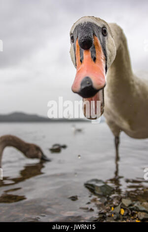 '70623' Swan sur Derwent Water Banque D'Images