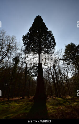 Sequoia à Blackwater Arboretum, Rhinefield Ornamental Drive New Forest Banque D'Images