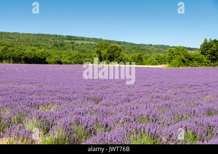 LAGARDE D'APT, CHAMPS DE LAVANDE, VAUCLUSE 84 FRANCE Banque D'Images