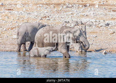 L'éléphant d'une vache et veau, Loxodonta africana, dans un étang dans le Nord de la Namibie Banque D'Images