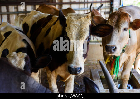 De nombreuses vaches dans une exploitation bovine juste. Industrie alimentaires et agricoles Banque D'Images