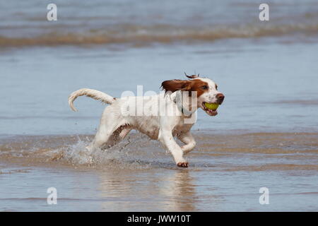 La plage de Fistral, Newquay, Cornwall, UK. 13e Août 2017. Les surfeurs prendre part au jour 5 du Championnat Boardmasters. Ce les surfeurs de longboard de partout dans le monde. Credit : Nicholas Burningham/Alamy Live News Banque D'Images