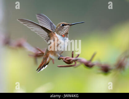 Roseburg, Oregon, USA. 13e Août 2017. Un colibri roux tombe sur une clôture en fil barbelé bordant un pâturage sur une ferme près de Roseburg dans les zones rurales de l'ouest de l'Oregon. Les colibris sont connus pour migrer près de 4 000 kilomètres de reproduction en Alaska et dans le nord-ouest du Canada de sites d'hivernage au Mexique. Crédit : Robin/Loznak ZUMA Wire/Alamy Live News Banque D'Images