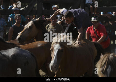 Marin, Pontevedra, Espagne. 13e Août 2017. Chevaux sauvages pendant la RAPA DAS BESTAS manifestation traditionnelle dans la région de Marin, le nord-ouest de l'Espagne, le 13 août 2017. Les chevaux sauvages sont arrondis à partir de la proximité des montagnes et entassés dans une piscine stylo pour couper la crinière des chevaux, au cours de la 400-year-old horse festival appelé RAPA DAS BESTAS (Cisaillement des bêtes) célébrée dans divers villages de la Galice en Espagne. Cette année, le Concello de Marin célèbre sa 12e édition, la récupération de la tradition. Credit : Manuel Balles/ZUMA/Alamy Fil Live News Banque D'Images